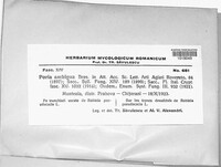 Poria ambigua image